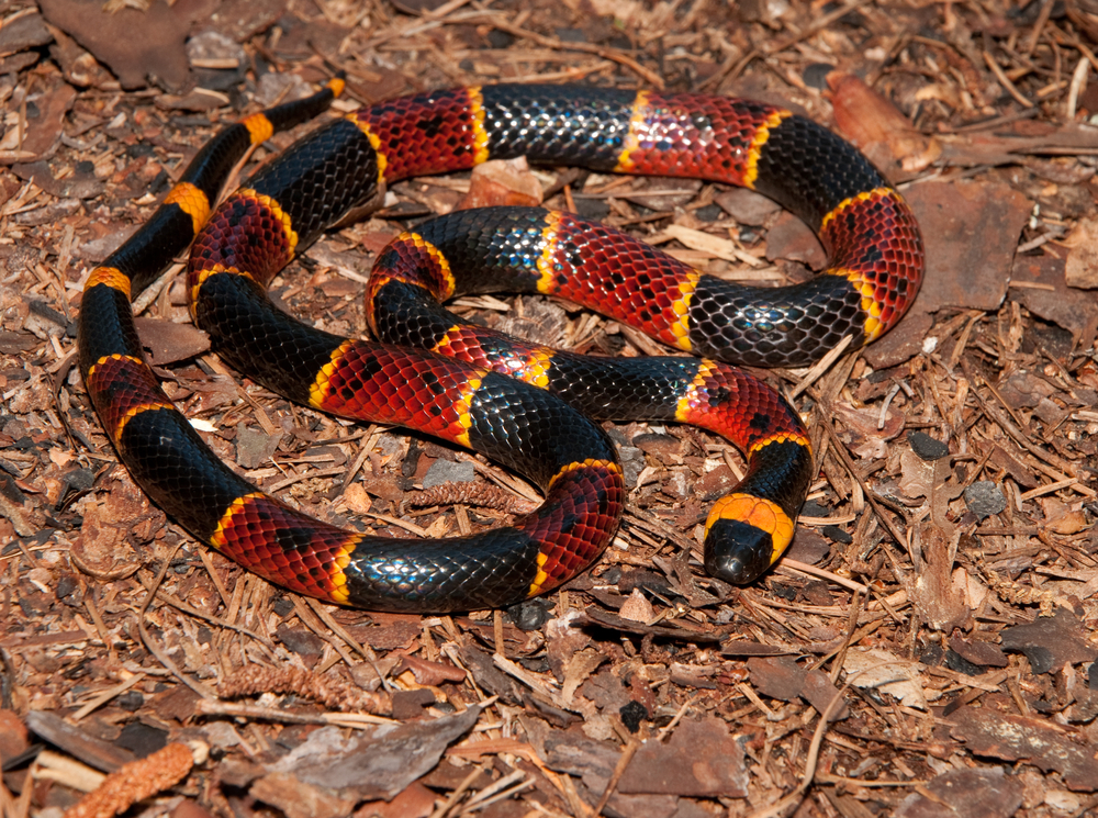 Coral snake on the forest floor. The snake is black, red and yellow striped.  