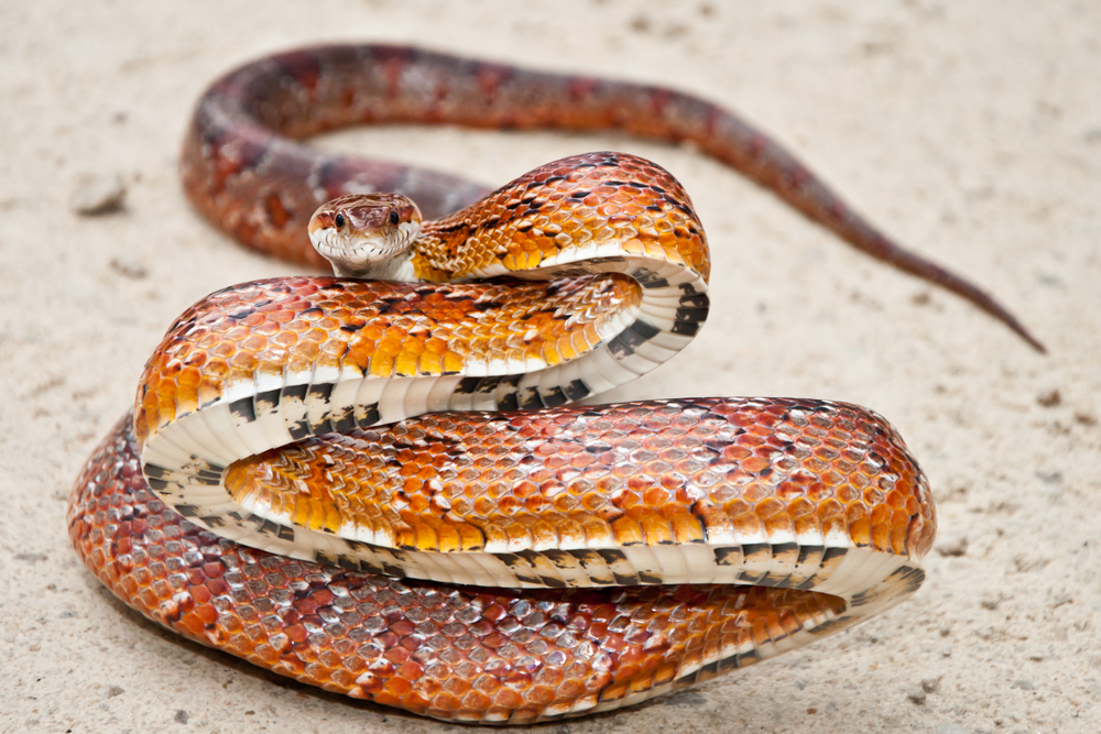 Corn Snake curled up in the sand looking at the camera. 