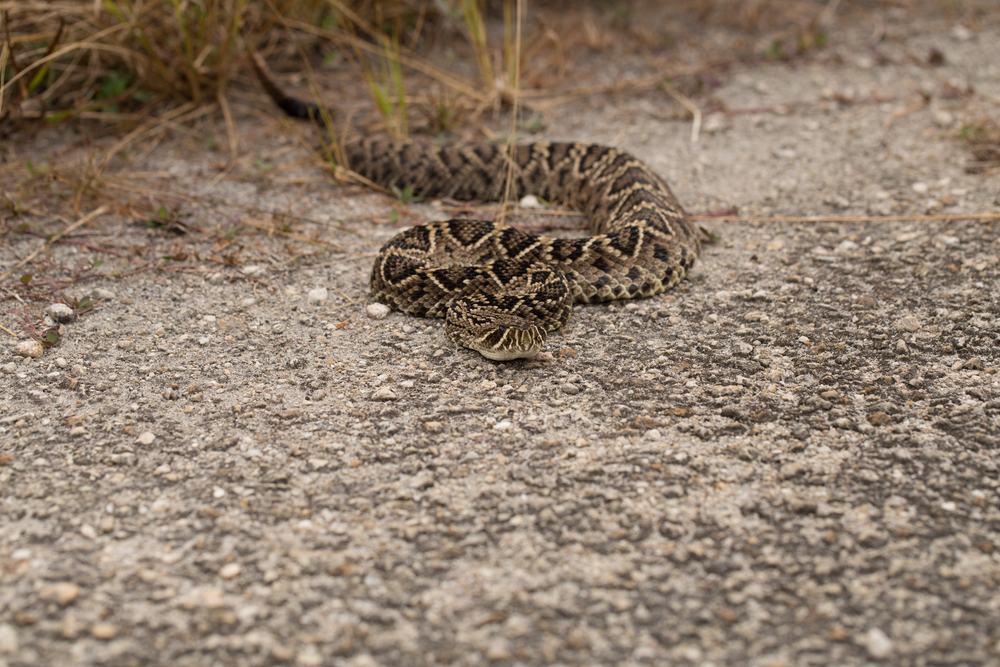 Eastern Diamondback Rattlesnake on a pavement near some grass. the snake is moving towards the camera. 