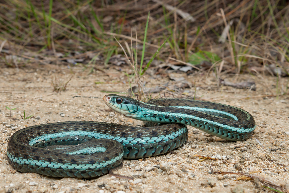 Bluestripe Garter Snake on the sand near the grass. The snake has a blue strip down it. 