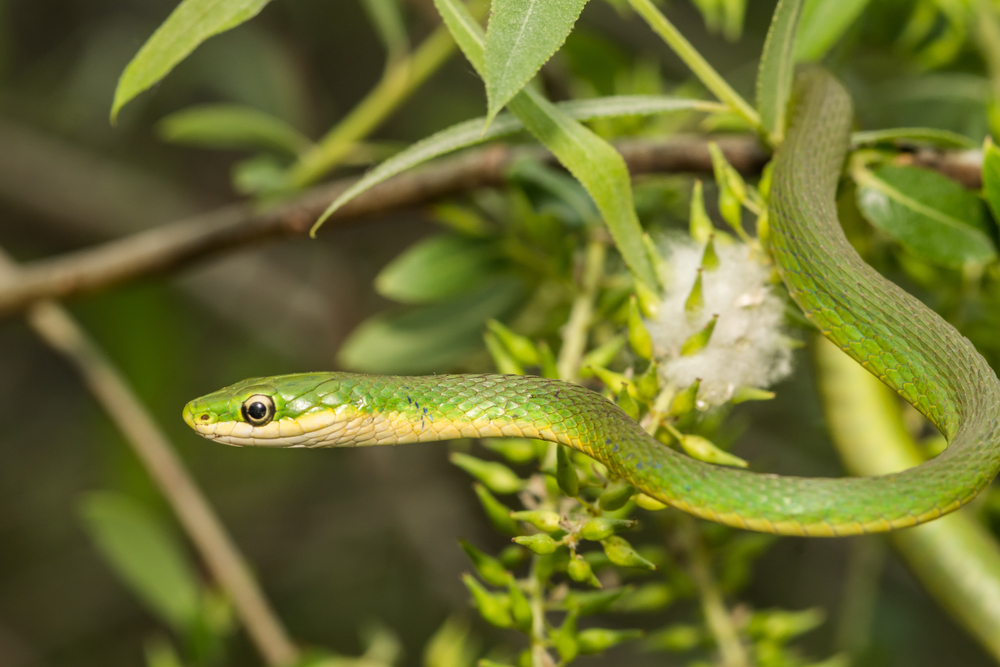 Green snake on a tree in an article about snakes in Florida. 