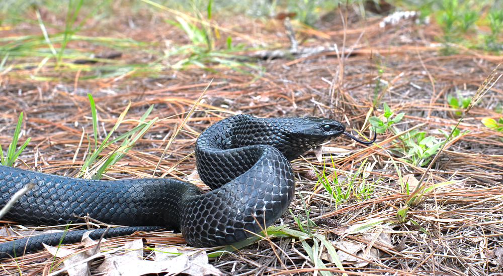 Wild eastern Indigo snake  slithering right, tongue out, long leaf pine needles, black scales, head and eye detail, sandhill scrub habitat in central Florida