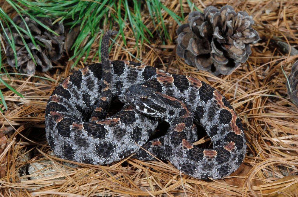 Pygmy Rattlesnake curled up on the forest floor by an acorn. 
