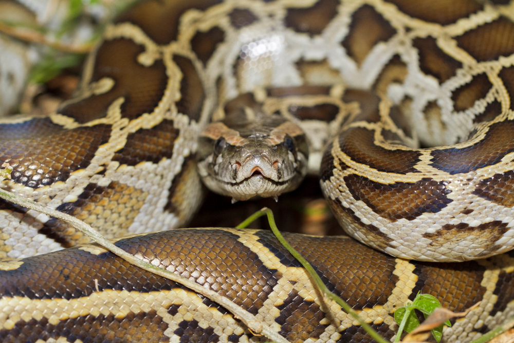 Close up of burmese python