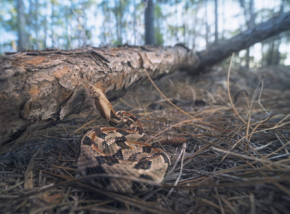 Timber Rattlesnake on the forest floor by a log. It is a venomous snake. 