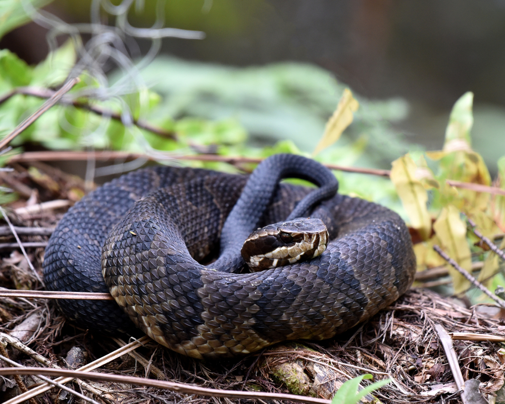 Cottonmouth curled up on a river bank. This is one of the venomous snakes in Florida  
