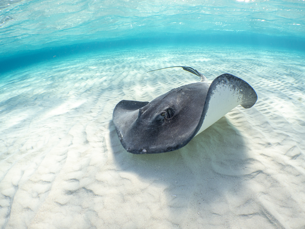 A dark grey stingray swimming in the sunlit beautiful blue ocean close to the sand