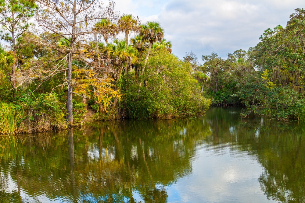 Various types of wetland trees create a passage along the Great Calusa Blueway, the longest combination of trails for kayaking in Fort Myers.
