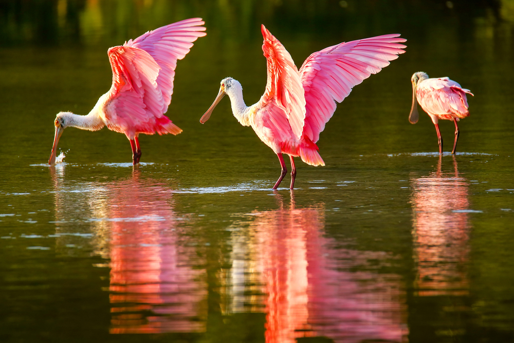 Three pink roseate spoonbills stand in shallow water in the glow of the sun.