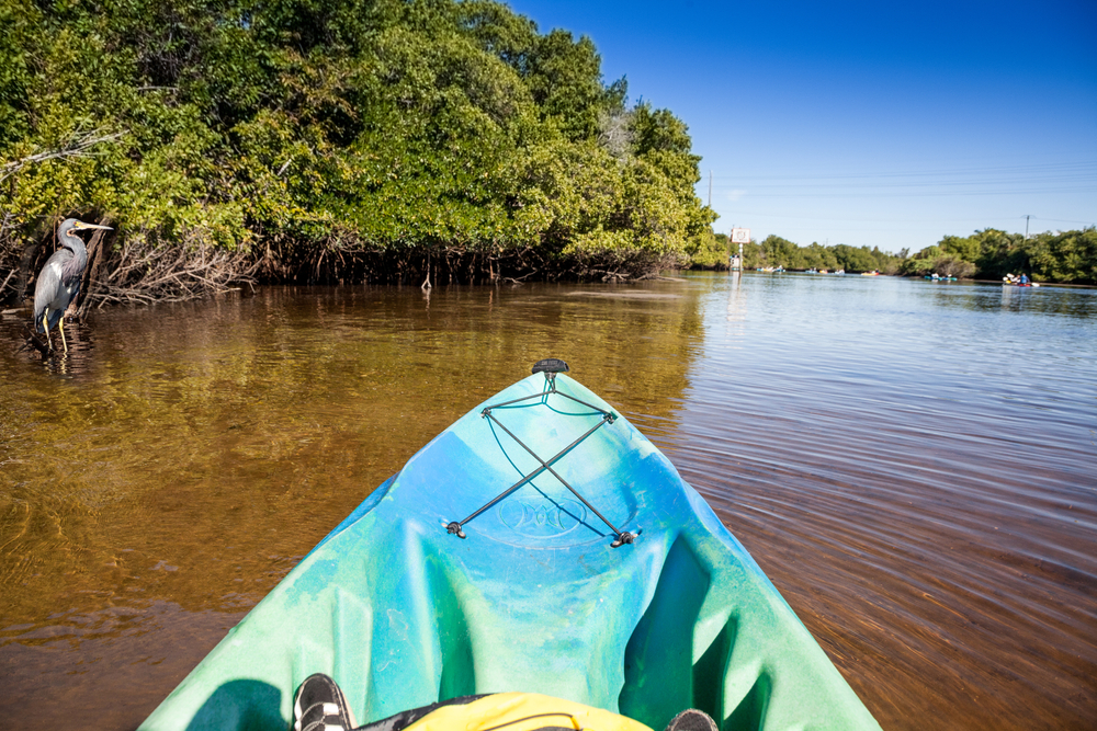The view from the front of a blue kayak, with a heron standing in the water, as a group goes kayaking in Fort Myers, FL.