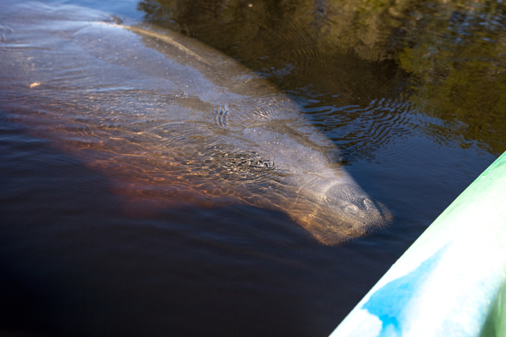 A manatee comes close to a kayak in Fort Myers, FL.