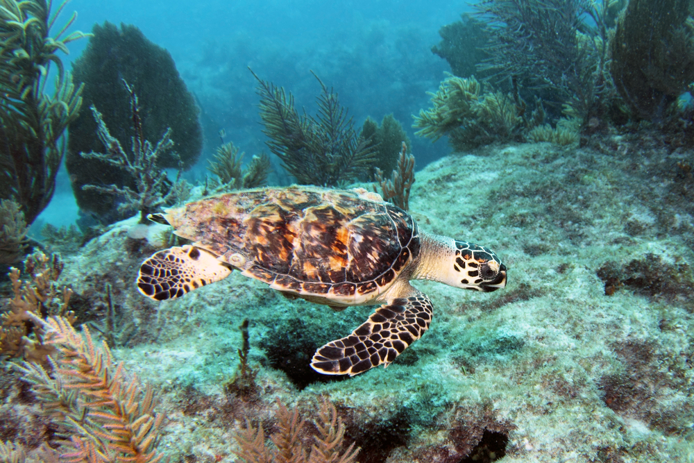 Underwater photo of a Hawkbill sea turtle swimming in a reef.