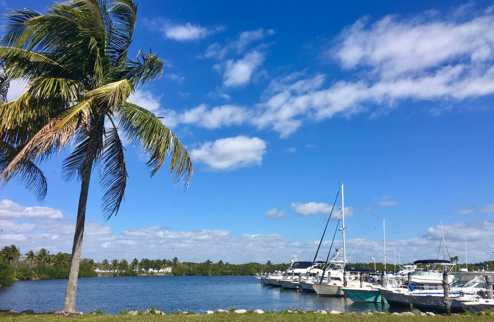A palm tree in the foreground with boats in the background at black point marina in homestead florida one of the places to go kayaking in miami