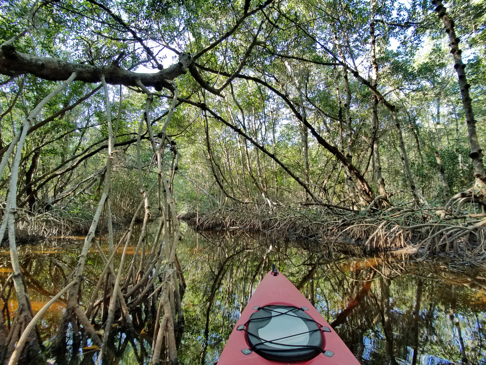 A red kayak in the mangrove tunnels kayaking in Miami through the Mangrove tunnels