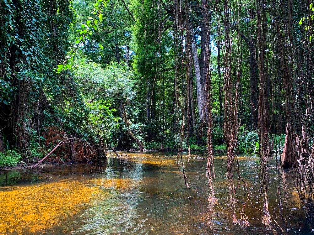 The orange water of the Loxahatchee River with handing cypress trees creating a cypress tunnel to kayak through