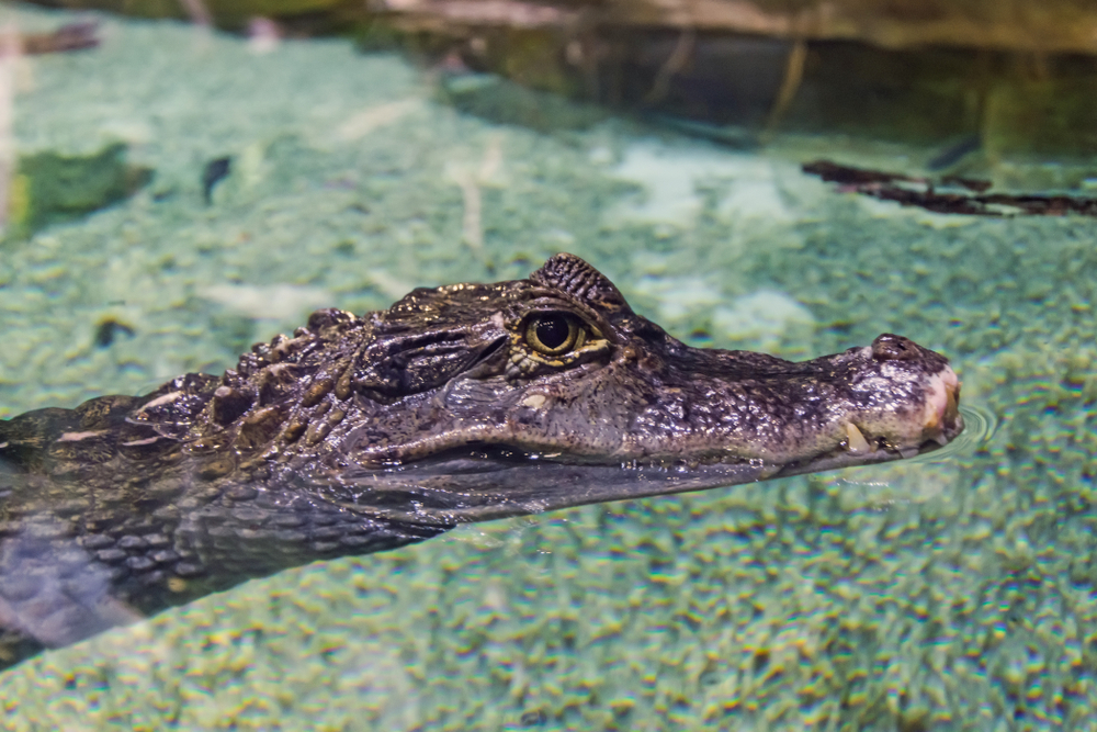 A tiny gator floats on the surface of clear water. His eye eyes the camera, and his lower teeth jut out over his lips.