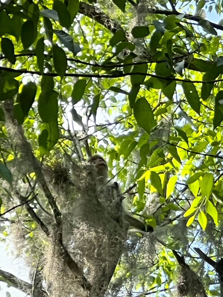 A wild monkey in a tree is spotted at silver springs state park-- this isn't uncommon. They are descendants from the time the park was a theme park.