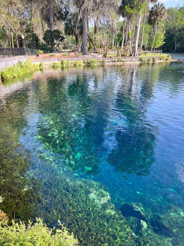 The water at Silver Springs state park is surrounded by hiking paths and trees, but the water itself is clear blue. 