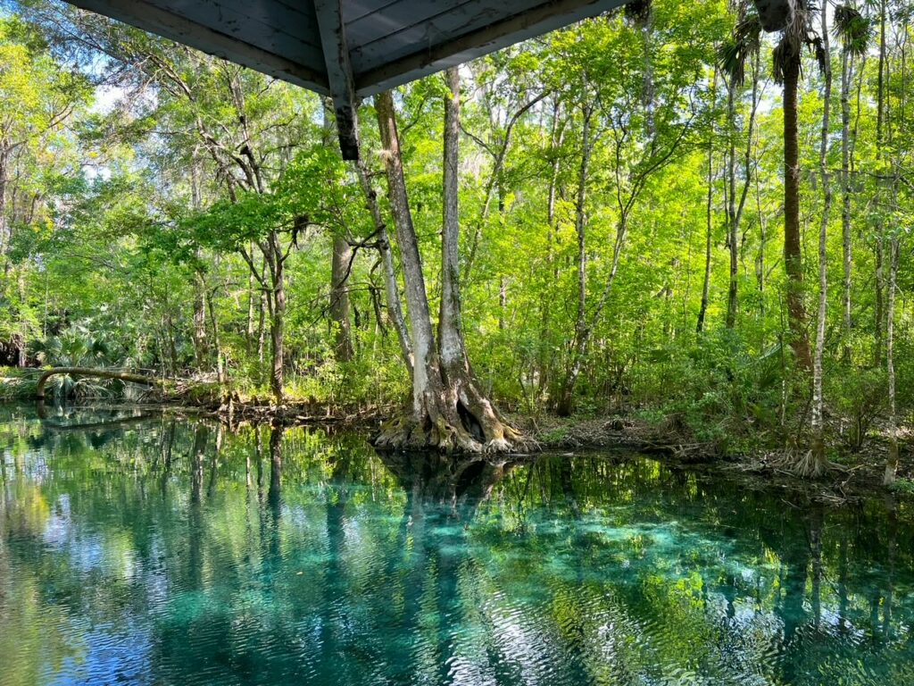 The clear water of the rivers and springs go up against a dense, green ecosystem. 