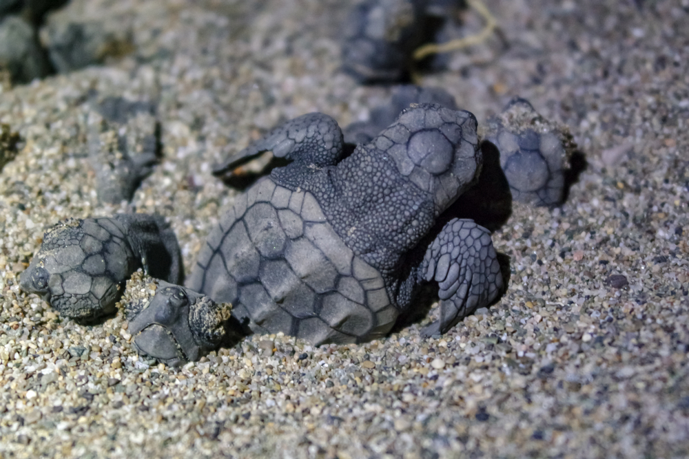 young sea turtles on sand at night best things to do in hutchinson