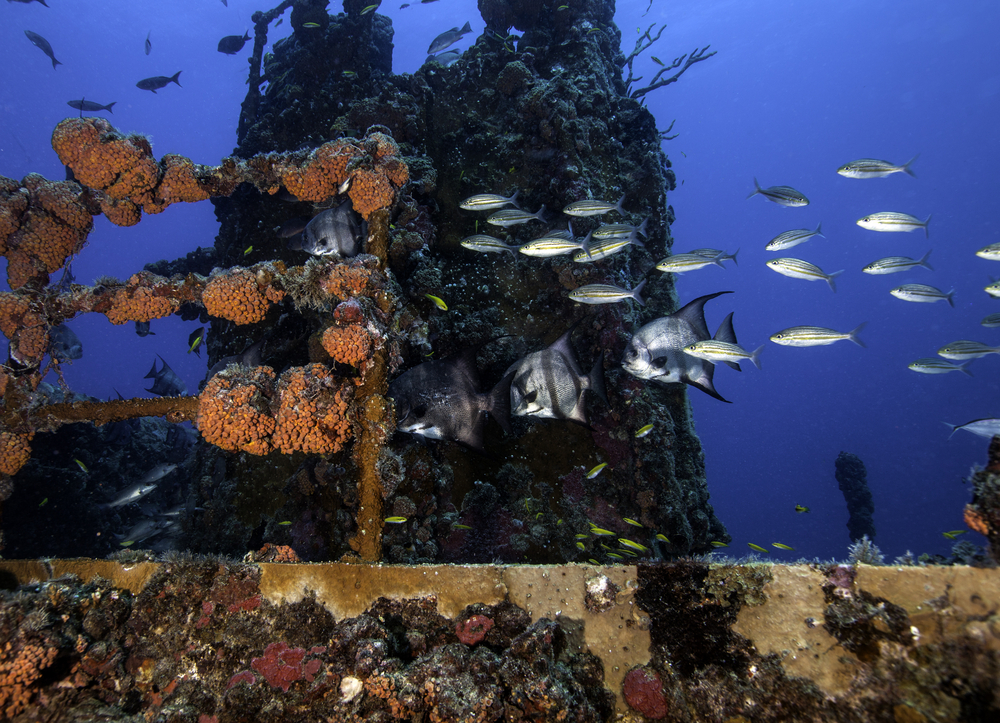 Fish swimming around a sunken ship at John Pennekamp Coral Reef State in Florida.