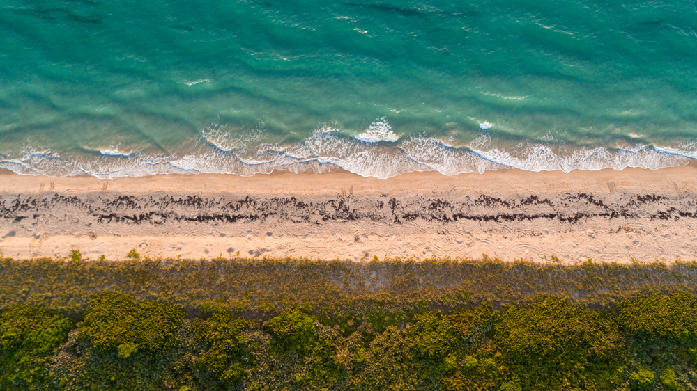 aerial view of a beach, water, and bushes