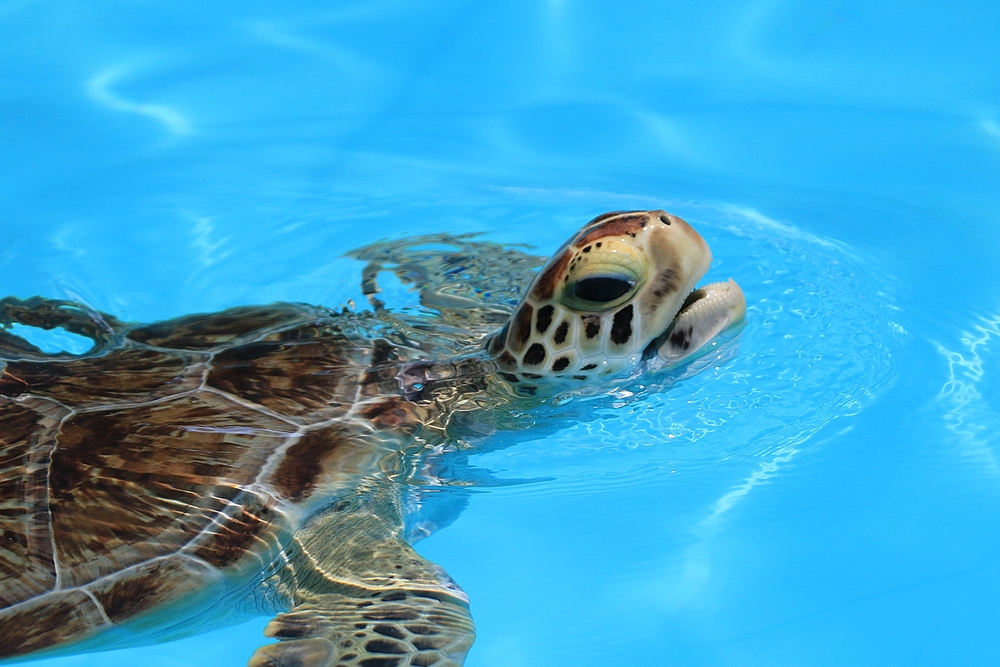 A sea turtle pokes its head out of a pool.