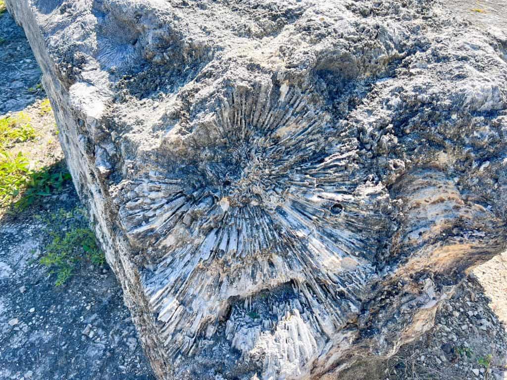 A large rock full of fossils at the Windley Key Fossil Reef Geological State Park in the Florida Keys.