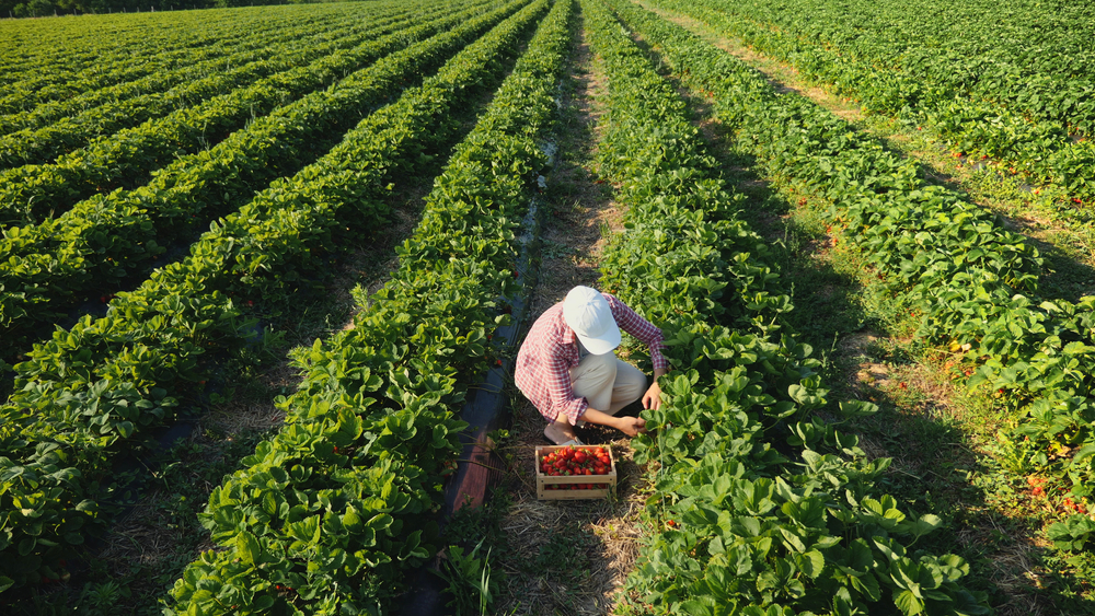 In the thick rows of bushes, a person kneels down and pushes the leaves apart in search of the perfect ripe strawberry. 