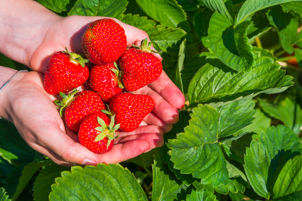 A pair of hands holds 7 big strawberries above the dark green leaves at a Upick farm. 