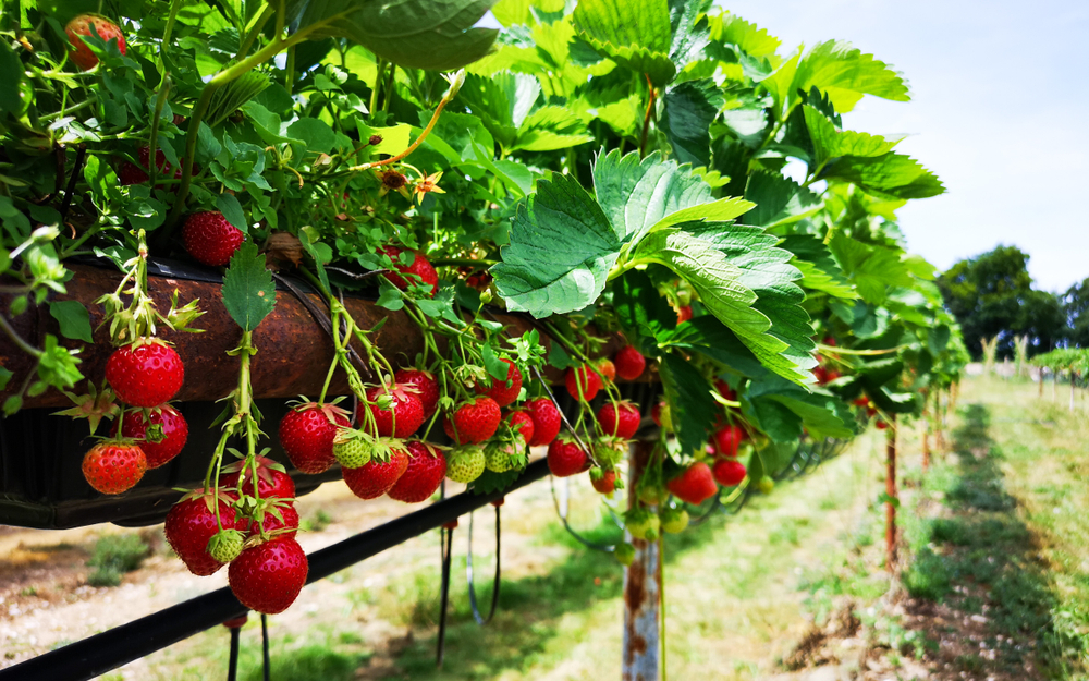 A landscape photo of one of the best strawberry picking in Florida shows ripe berries hanging from hanging bushes in rows.