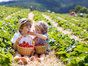 Two toddlers sit in at one of the best strawberry picking in Florida farms, smashing berries into one another's faces.