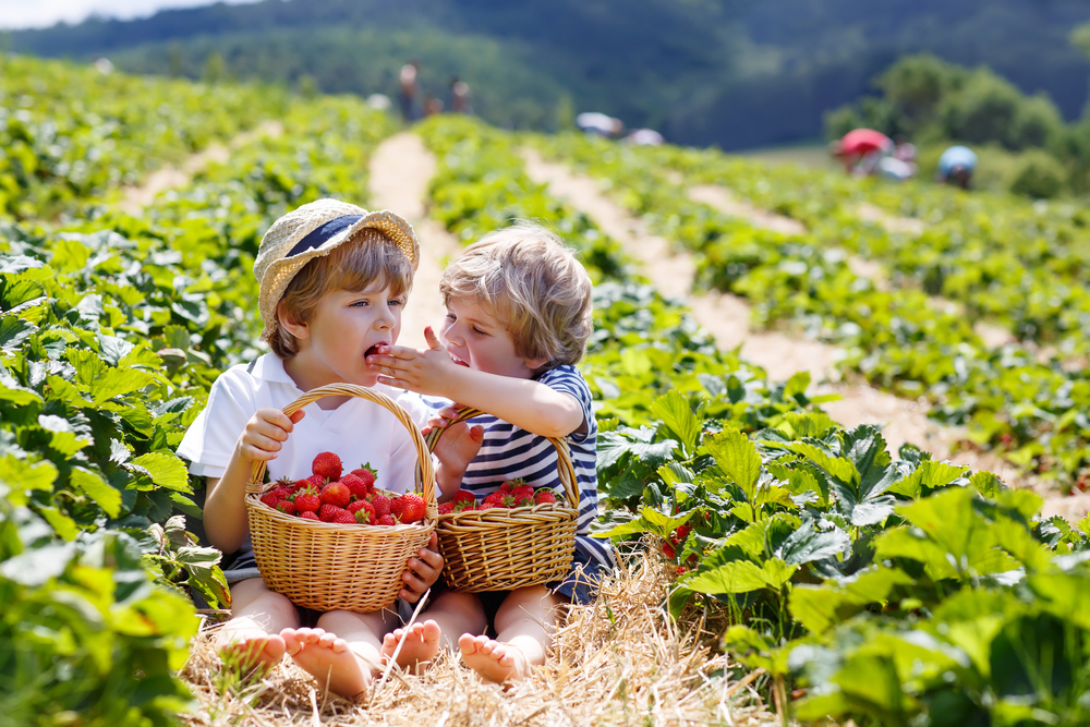 Two toddlers sit in rows of strawberry bushes and shovel handfuls of fresh berries into one another's mouths. 