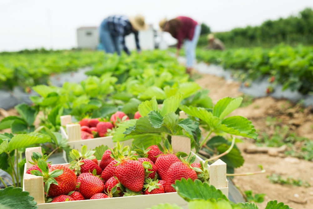 A ripe basket of fresh strawberries sit in the forefront of the camera while people in the back, blurred out, out of focus, bend and pick the berries. 
