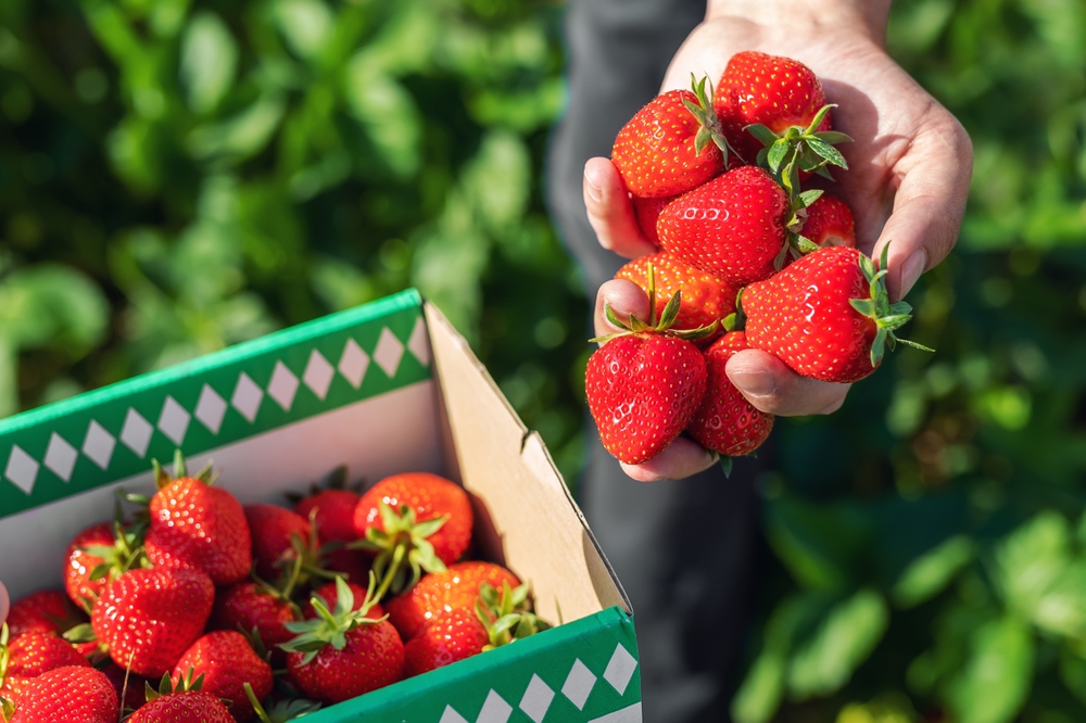 A hand grips a handful of red strawberries at a picking fields, probably one of the best strawberry picking in Florida.