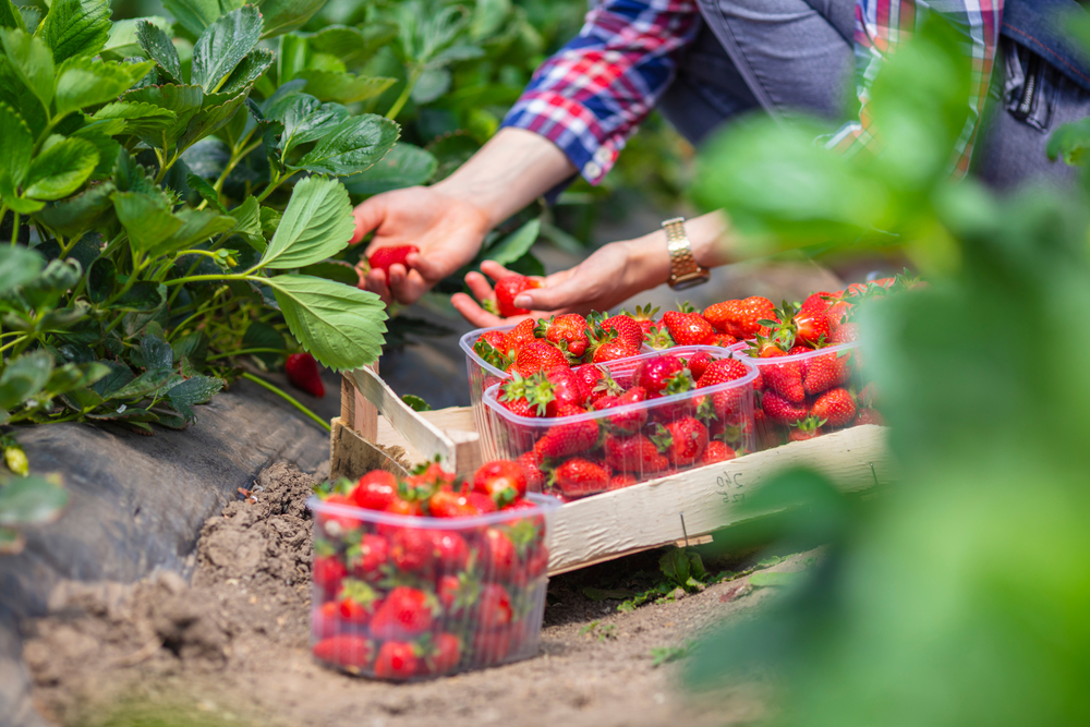 A pair of hands in a flannel compare strawberries at one of the best strawberry picking in Florida as they prepare to put them in plastic containers. 