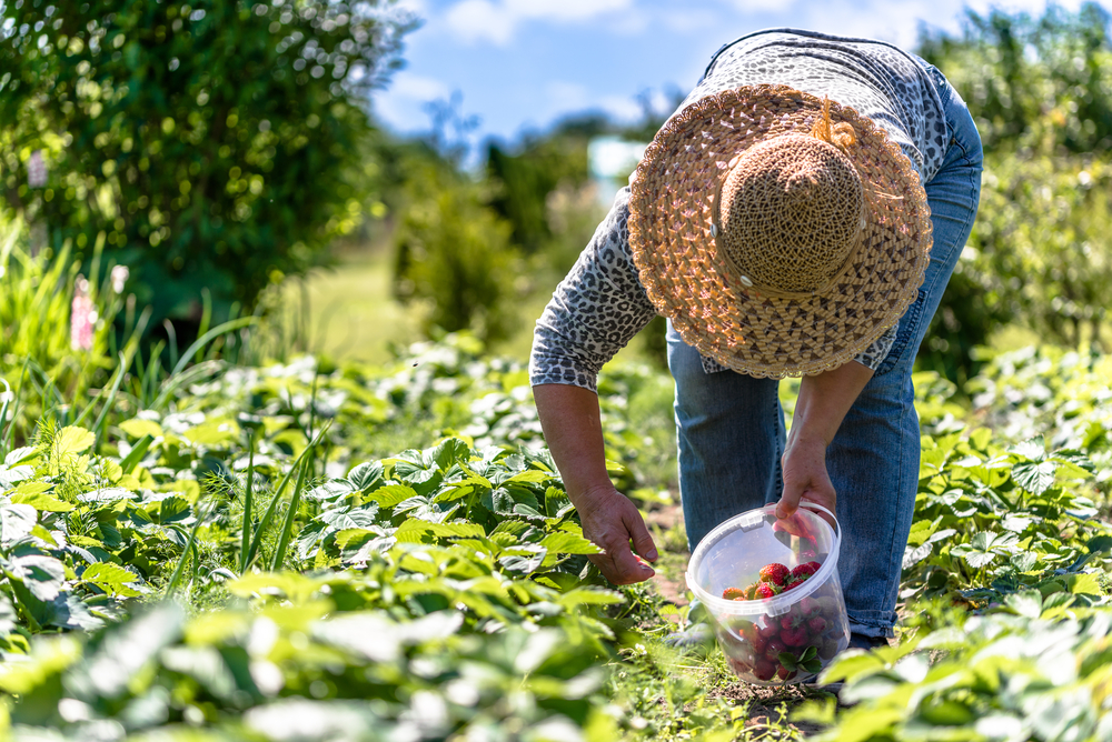 At the best strawberry picking in Florida, a woman in a large straw hat bends down to get the biggest and ripest berries for her container. 