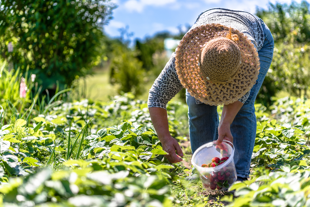 Best Strawberry Picking In Florida Ten 1 