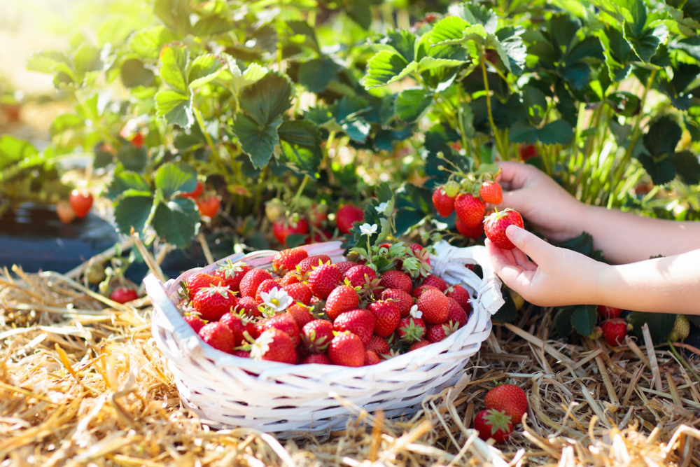 Two hands pick at a strawberry bush at one of the best strawberry picking in Florida. They pull the berries and place them into a white basket.