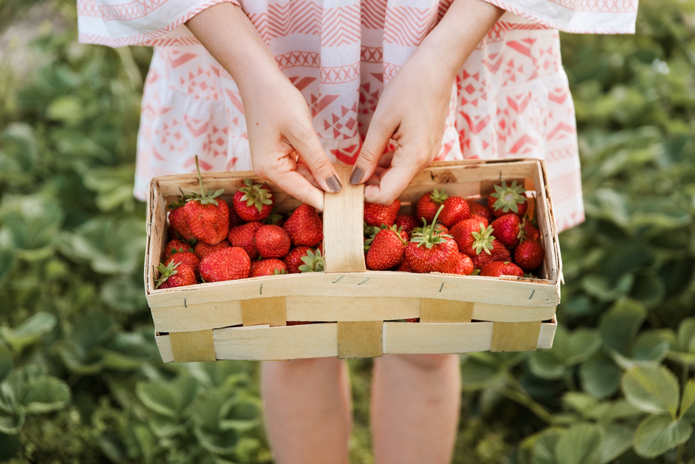 A young woman in a dress holds a basket of red, ripe strawberries with two hands. 