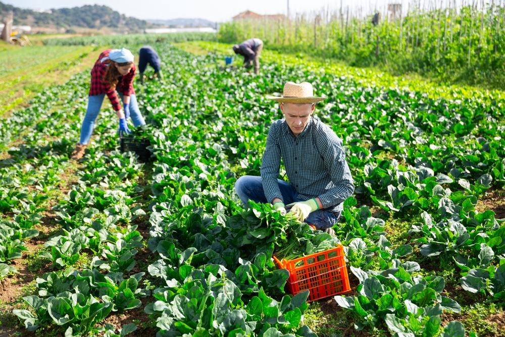 Eating healthy and with fresh produce-- as well as growing fresh produce-- is easy in FL. In this photo local farmers are gathering crops.