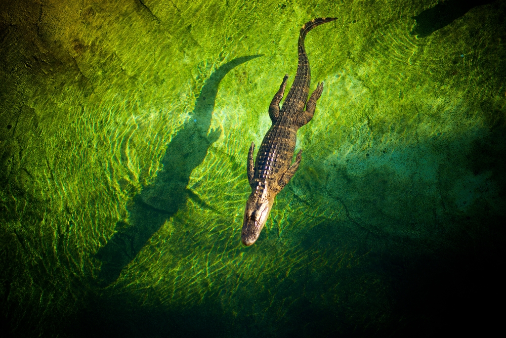 A huge gator swims in green tinted water in Florida: these wildlife animals, and bugs, are a con to living in FL. 