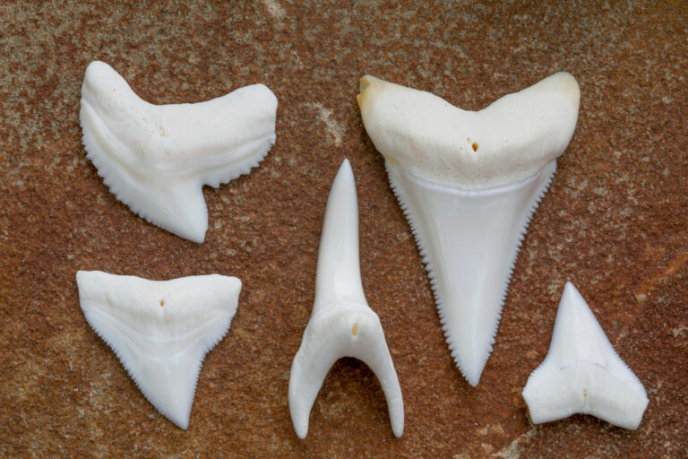 8 Best Places to Find Shark Teeth in Florida (Beaches, Rivers, and more