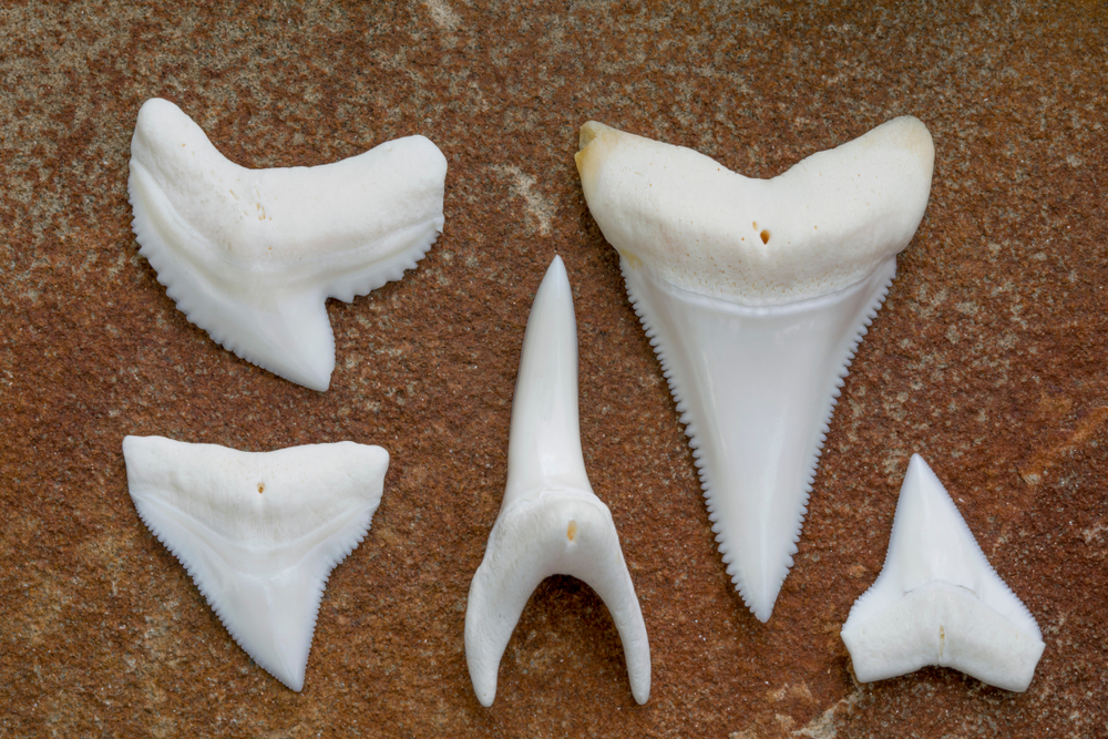 a bunch of huge shark teeth that have been bleached and are white again. 