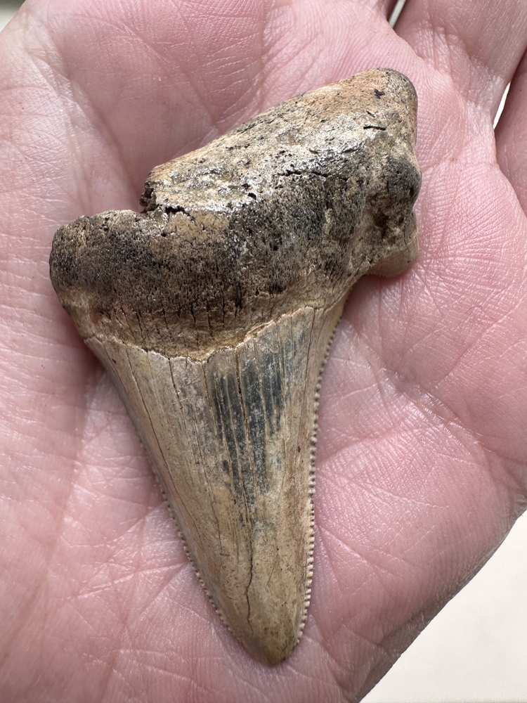 someone holding a very big shark tooth in Florida 