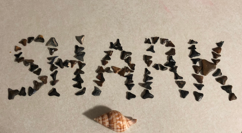 a bunch of shark teeth that spell out the word shark. there is a seashell underneath as well. 