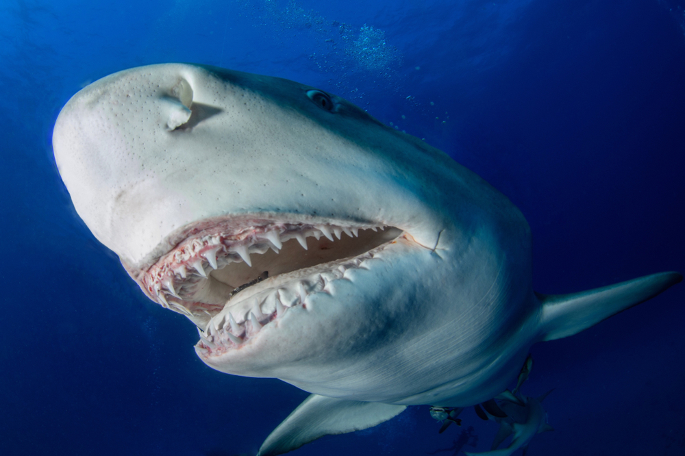 a big shark in the water showing off her big teeth. 