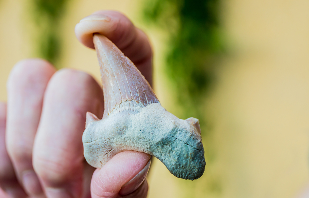 a person holding up one a fossil that have found looking at the beaches in Florida 