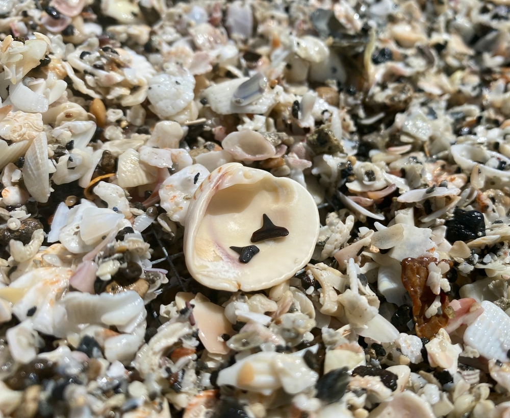 a group of seashells with shark teeth in the middle. you have to look close but there are plenty of black teeth in the mix 