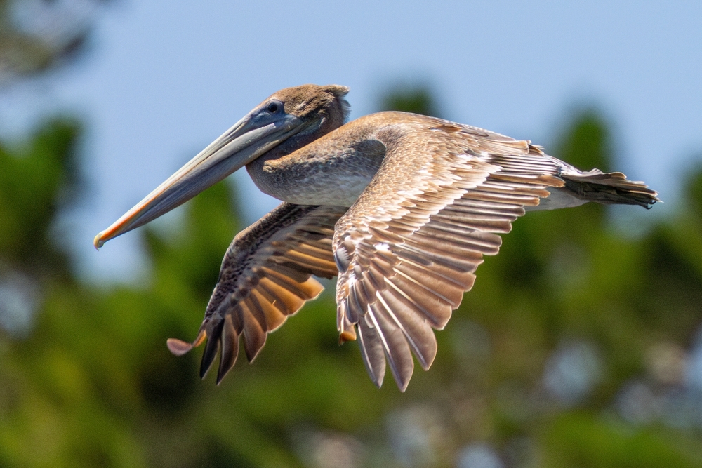 a brown pelican flying in the air. this is one of the most common water birds in Florida. with brown feathers, and the long nose. 